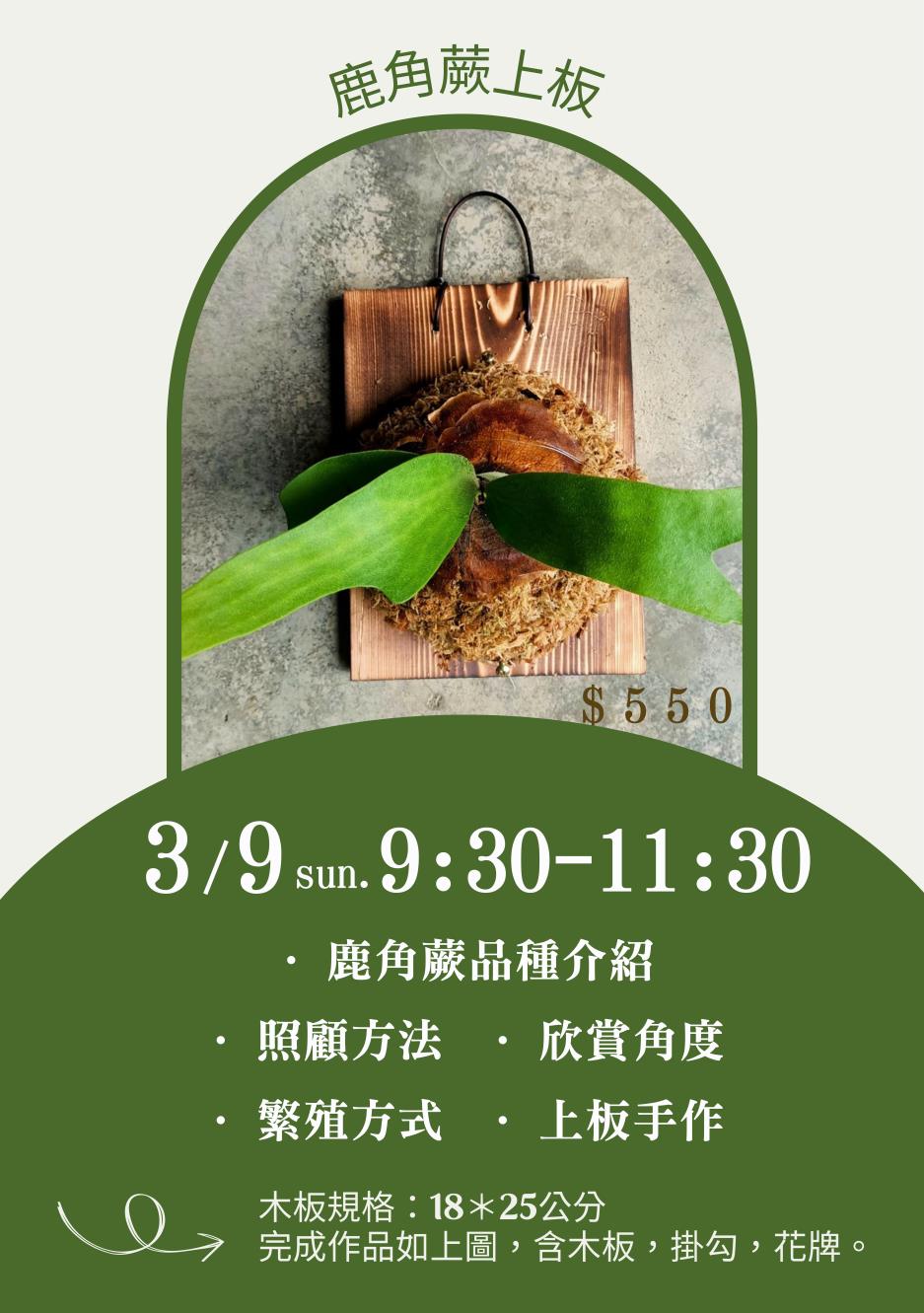 0309 鹿角蕨上板