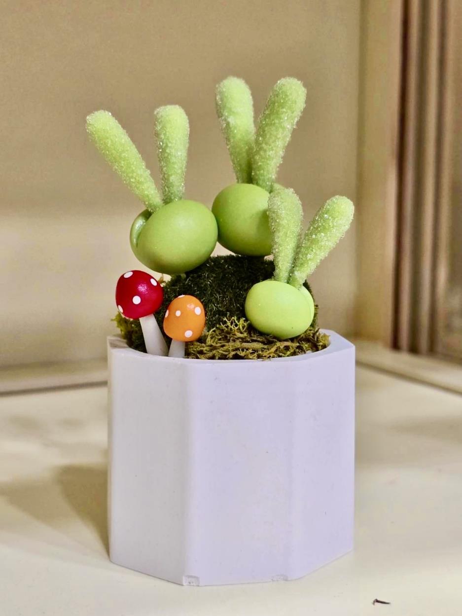 多肉植物-碧光環，因為圓滾滾的葉片與直立的嫩芽，彷彿兔子耳朵般可愛，又稱為「小兔子」。 